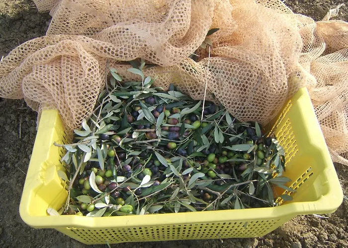 Летний дом Agriturismo Il Vecchio Carro